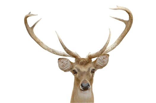 eld deer isolated