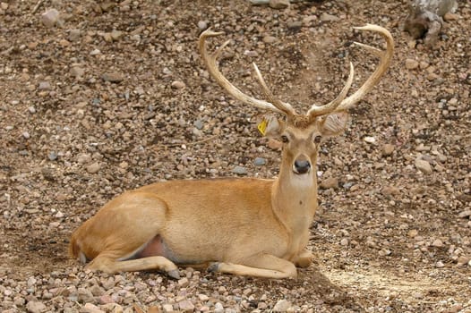 eld deer