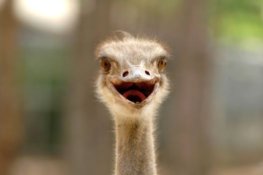ostrich head