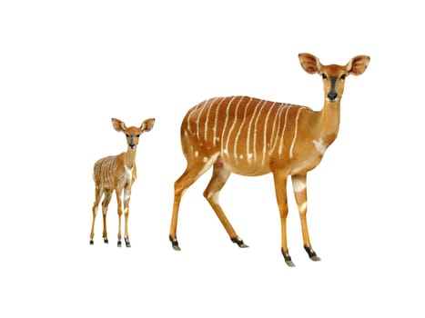 nyala isolated