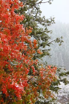 Early snowfall over autumn colors in the Targhee National Forest of Wyoming.