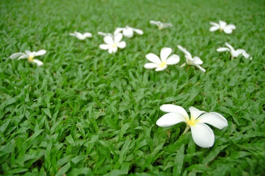 white flower on green grass