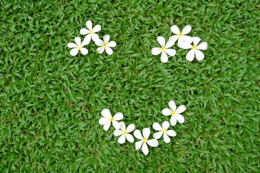 white flower on green grass
