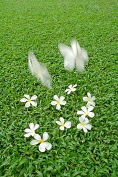 white flower on green grass