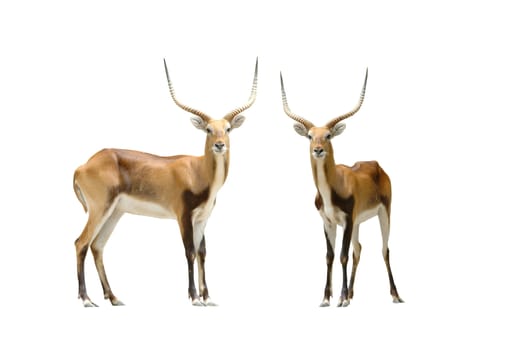 male red lechwe isolated