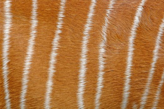 nyala skin