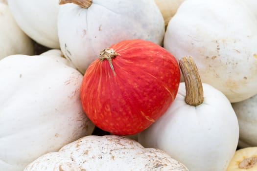 Orange pumpking on top of white ones perhaps feels lucky.