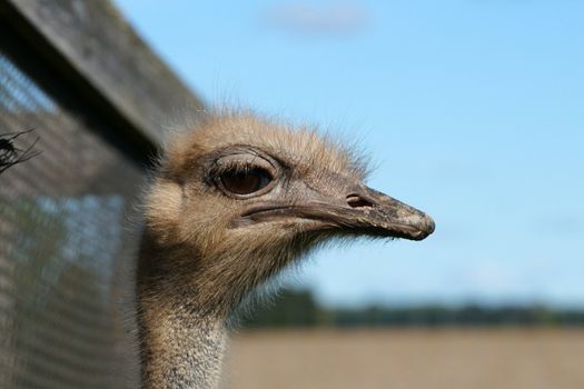 Portrait of an adult ostrich close up