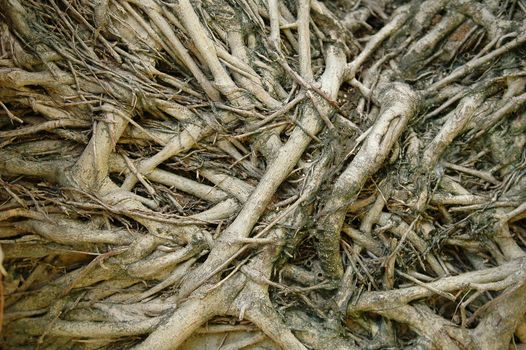 textured of root
