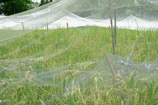 rice field with net cover