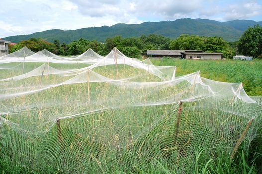 rice field with net cover