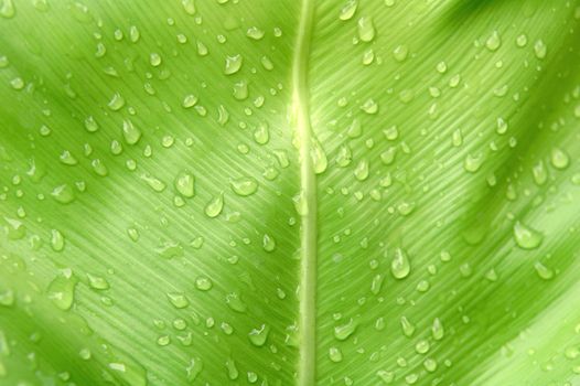 fern leaf
