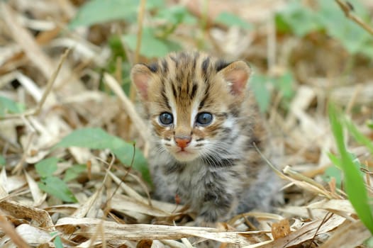 leopard cat