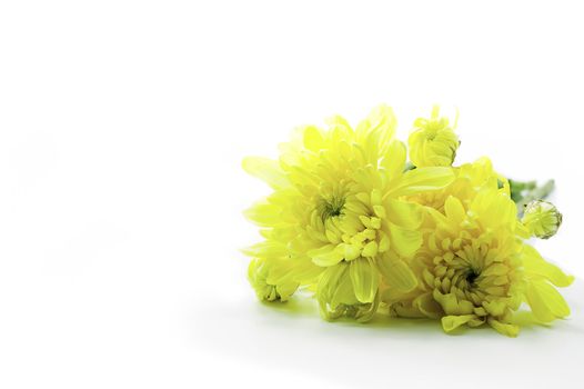 Yellow Chrysanthemums flower isolate on white background