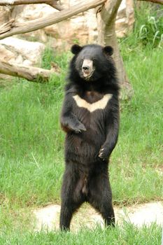 asiatic black bear