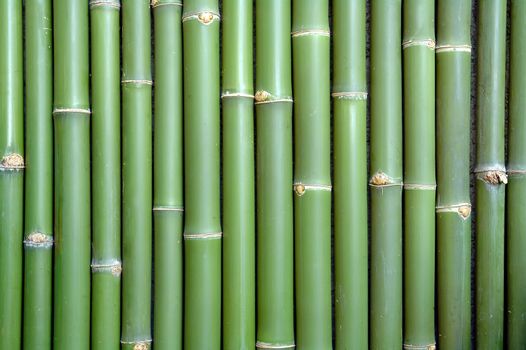 bamboo
