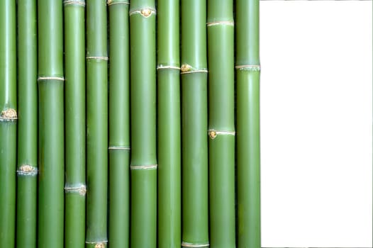bamboo