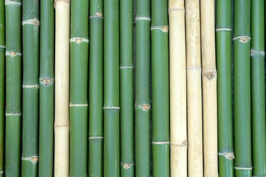 bamboo
