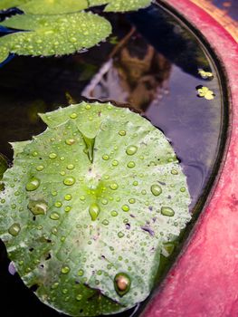 Drop of water on green leaf of lotus in big pot