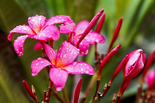 Landscape capture of a generic and popular bloom, Plink Fluted Hibiscus with raindrops on the Indian subcontinent. Location of shot was Goa.