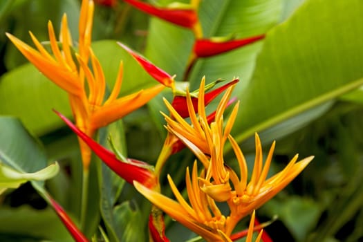 Blooming Bird of Paradise tropical garden flora with green broad leaf leafy backdrop, shot location Goa, India