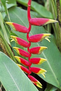 Shot taken in Goa, India at a garden of the crimson colours of tropical plant named Lobsters Claw, just about to start to bloom