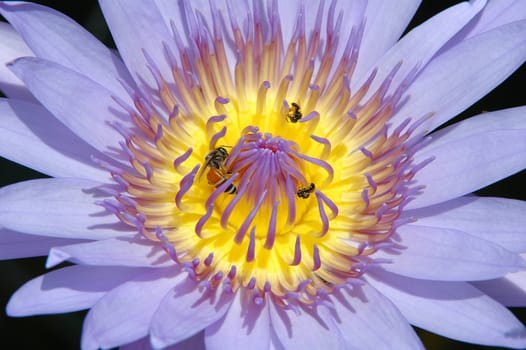 close up of lotus