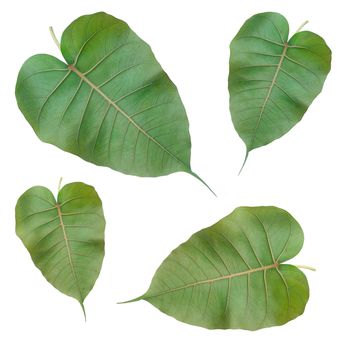 green leaf on white background