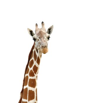 giraffe head isolated