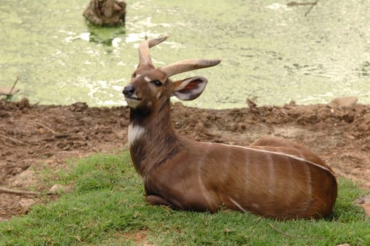 sitatunga