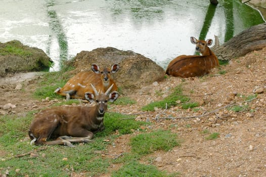 sitatunga