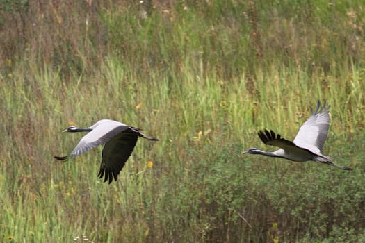 Two Demoiselle Cranes in flight