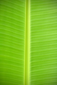 banana leaf