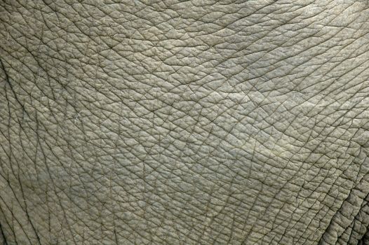 elephant skin