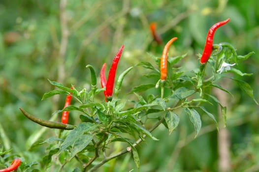 fresh chili on tree