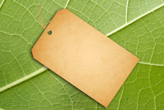 Texture of a green leaf as background