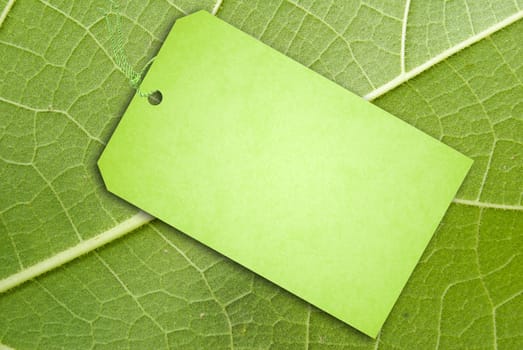 Texture of a green leaf as background