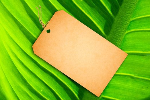 Sale Tag on a green leaf as background