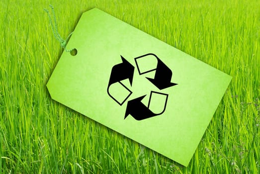 Sale Tag On Green rice fields