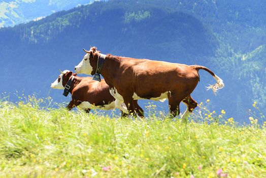 happy cow running and jumping out of winter stable into meadow 