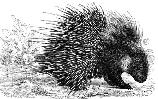 Crested Porcupine on engraving from 1890. Engraved by unknown artist and published in Meyers Konversations-Lexikon, Germany,1890.