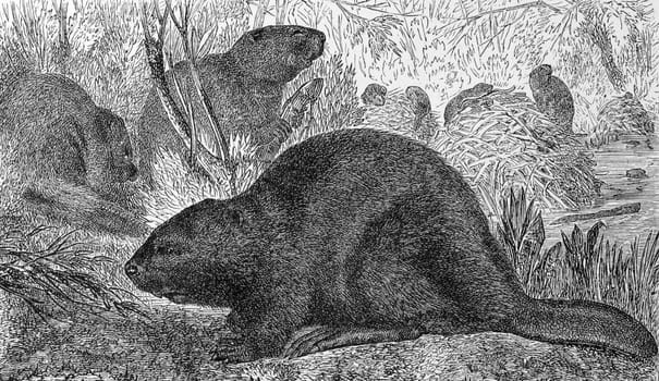 Eurasian Beaver on engraving from 1890. Engraved by unknown artist and published in Meyers Konversations-Lexikon, Germany,1890.