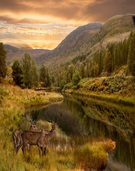 As the sun sets three red deer approach the water in the Highlands of Scotland.