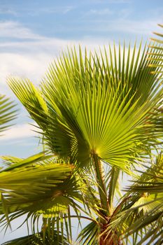 palm leaf with blue sky and backlight