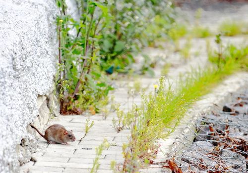 rat ran out of the hole on nature for food, hunting