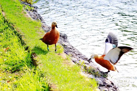 beautiful ducks on the pond