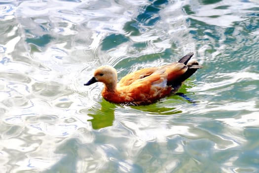 beautiful ducks on the pond