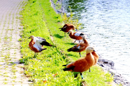 beautiful ducks on the pond