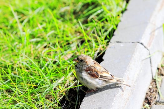 Sparrow sitting on the green grass