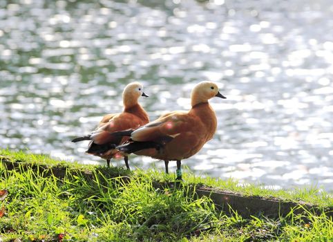 beautiful ducks on the pond